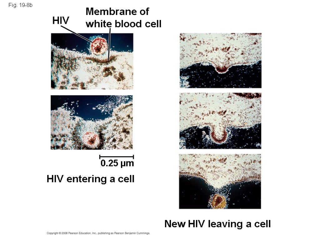 Fig. 19-8b HIV Membrane of white blood cell HIV entering a cell 0.25 µm